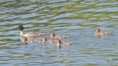 /album/my-local-birding-gallery/goosander-with-chicks-2-jpg/